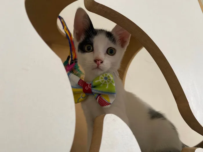 Gato ra a Srd idade Abaixo de 2 meses nome Nino