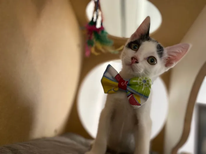 Gato ra a Srd idade Abaixo de 2 meses nome Nino