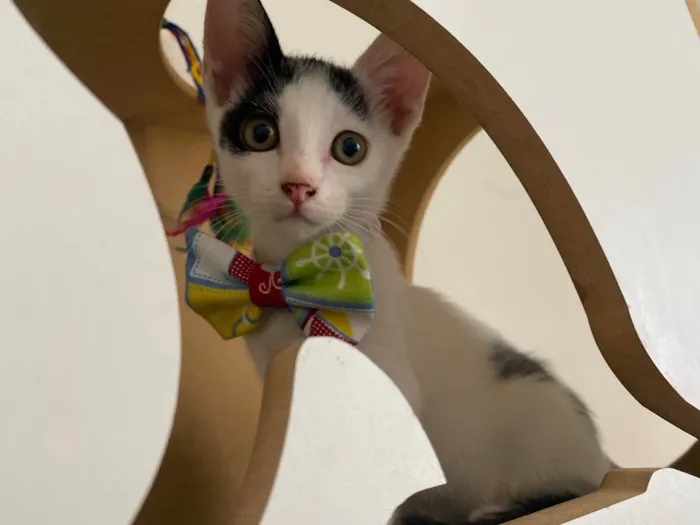 Gato ra a Srd idade Abaixo de 2 meses nome Nino
