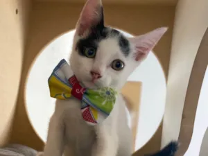 Gato raça Srd idade Abaixo de 2 meses nome Nino