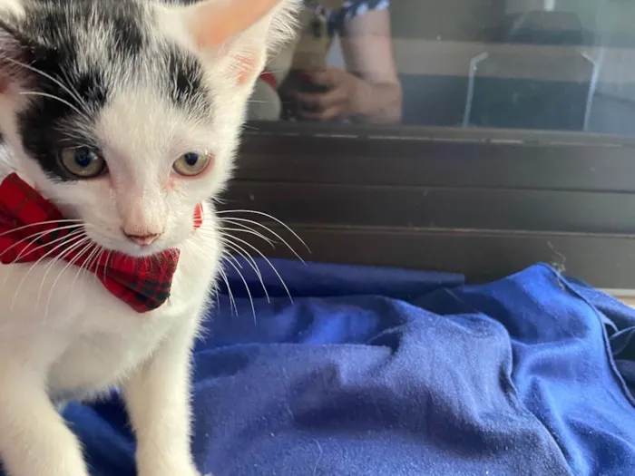 Gato ra a Srd idade Abaixo de 2 meses nome Nino