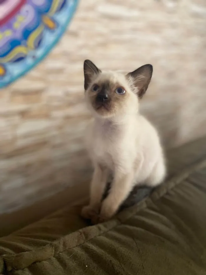 Gato ra a Srd idade Abaixo de 2 meses nome Elza