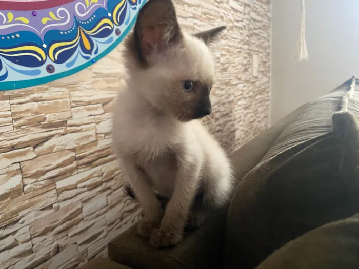 Gato ra a Srd idade Abaixo de 2 meses nome Elza