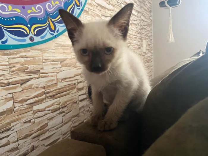 Gato ra a Srd idade Abaixo de 2 meses nome Elza