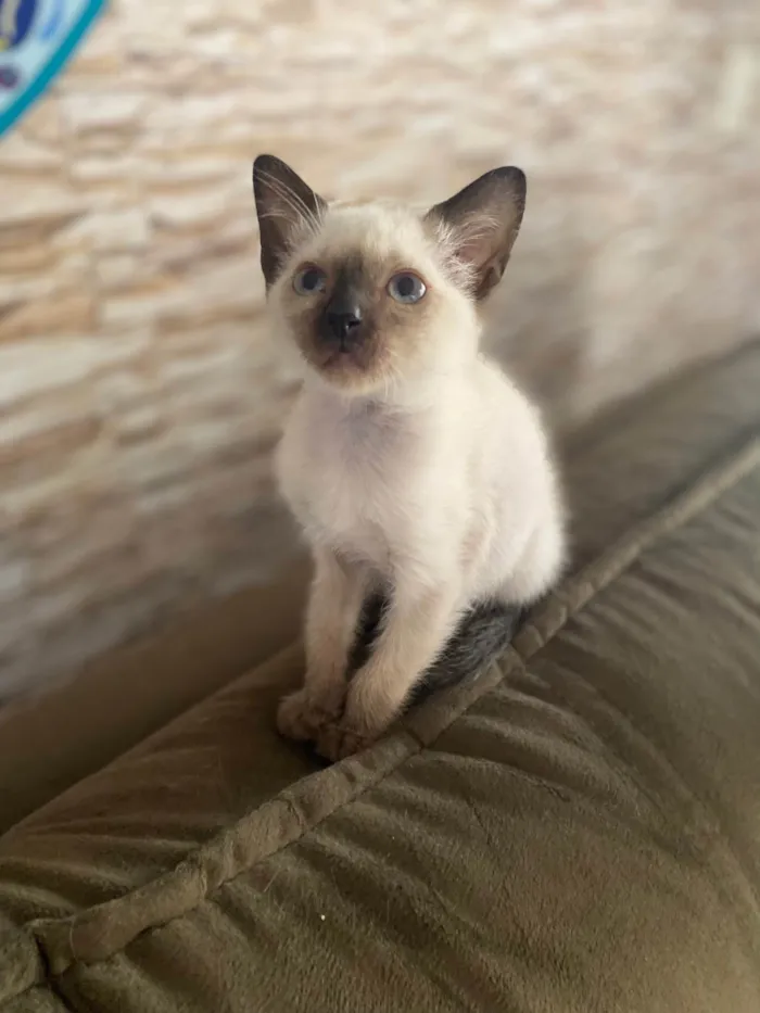 Gato ra a Srd idade Abaixo de 2 meses nome Elza