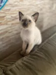 Elza