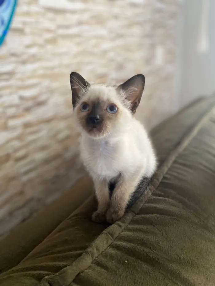 Gato ra a Srd idade Abaixo de 2 meses nome Elza