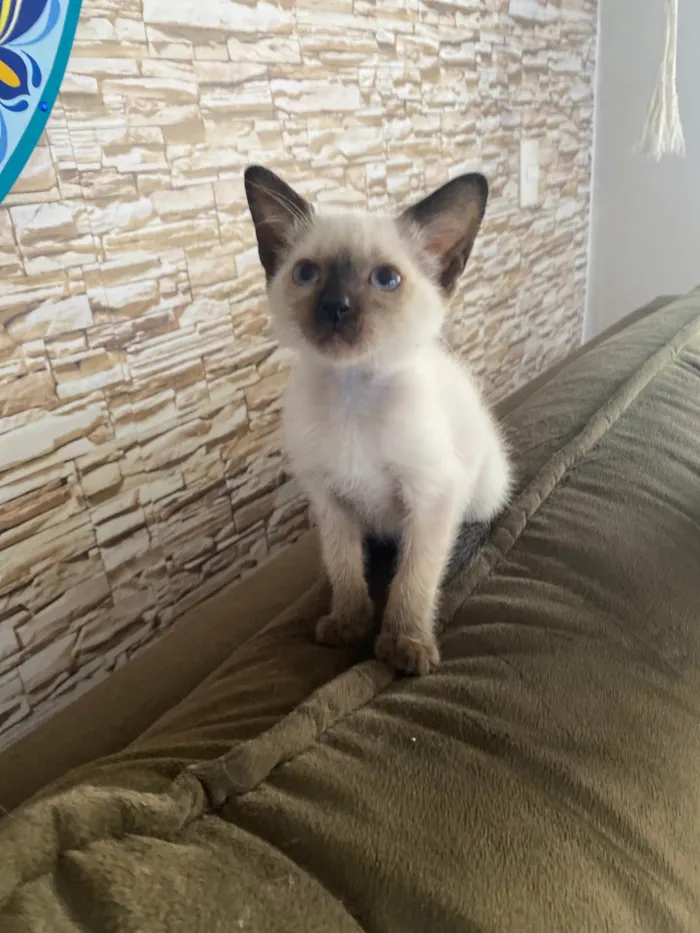 Gato ra a Srd idade Abaixo de 2 meses nome Elza