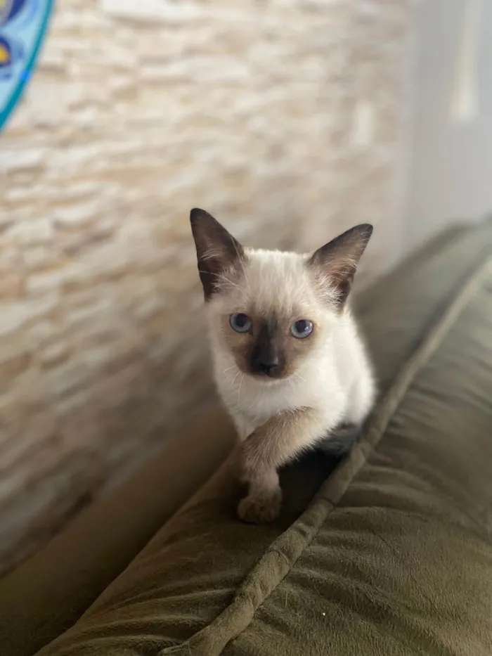 Gato ra a Srd idade Abaixo de 2 meses nome Elza