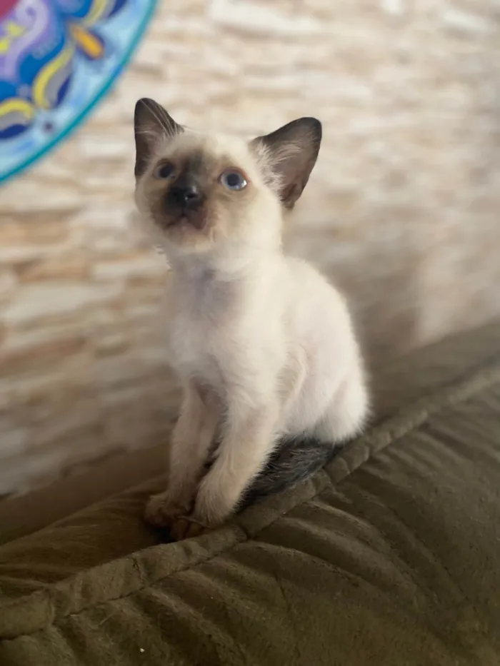 Gato ra a Srd idade Abaixo de 2 meses nome Elza