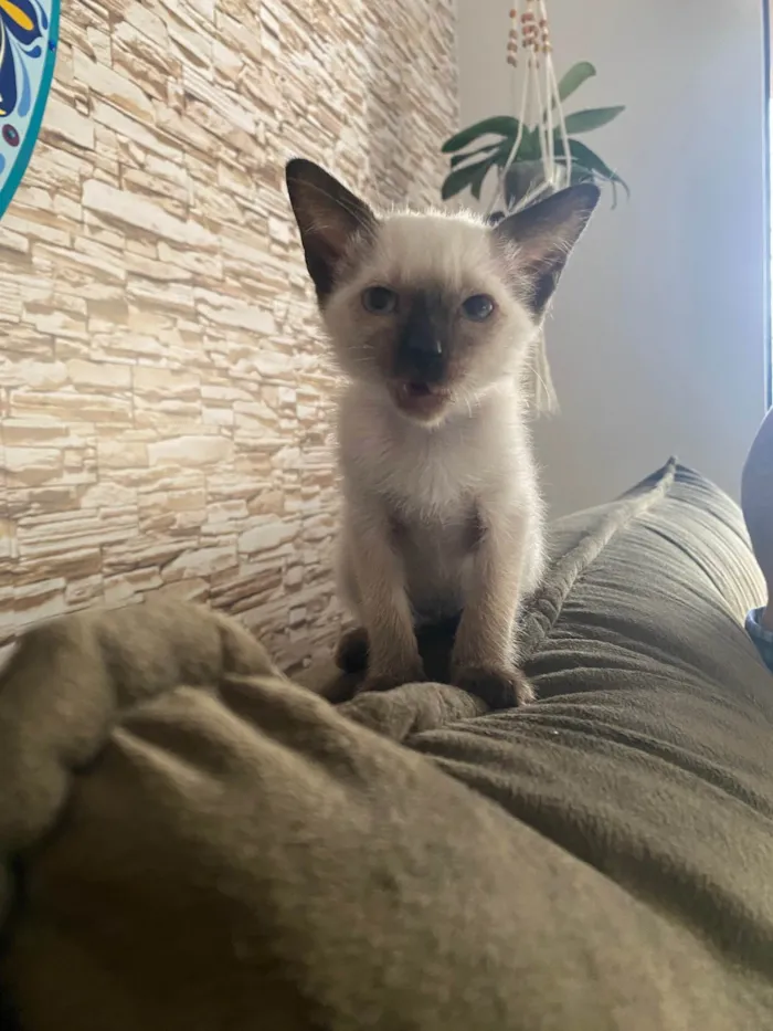 Gato ra a Srd idade Abaixo de 2 meses nome Elza