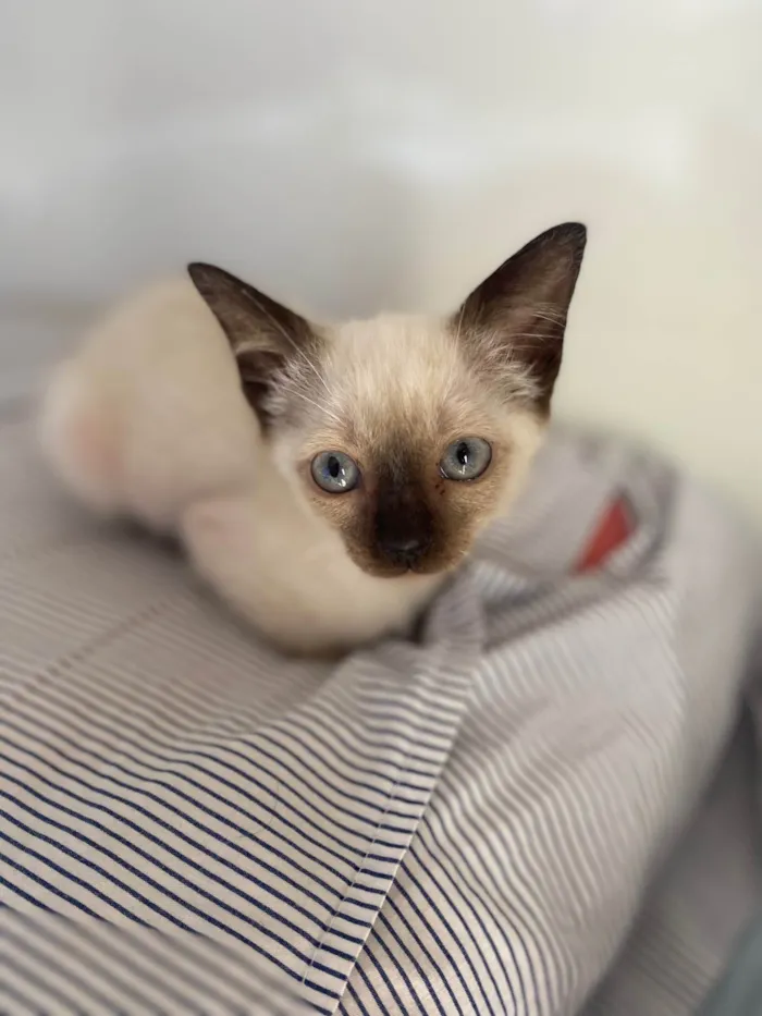 Gato ra a Srd idade Abaixo de 2 meses nome Elza