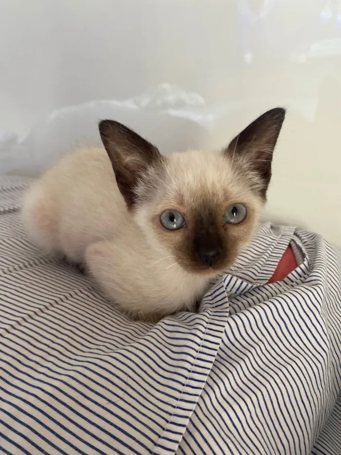 Gato ra a Srd idade Abaixo de 2 meses nome Elza