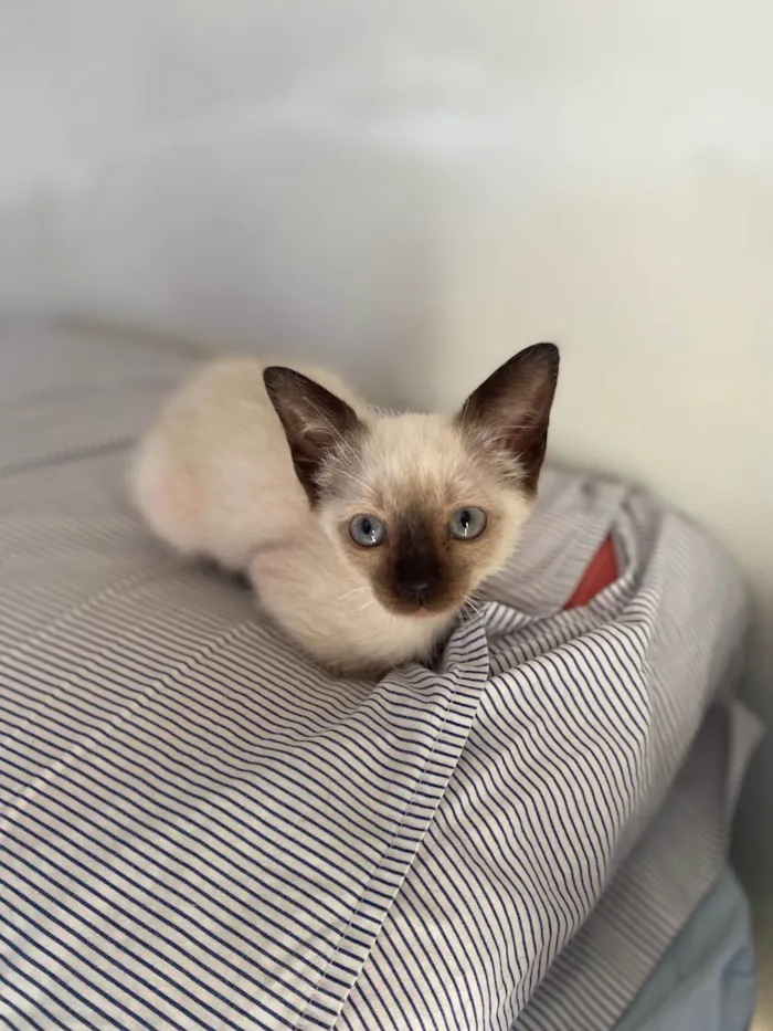 Gato ra a Srd idade Abaixo de 2 meses nome Elza