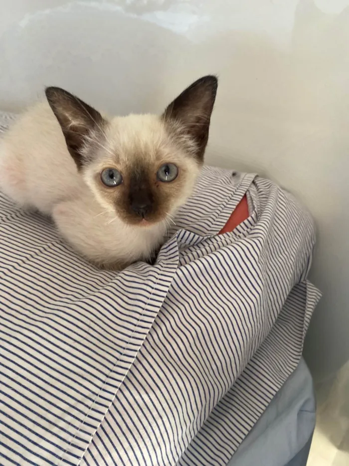 Gato ra a Srd idade Abaixo de 2 meses nome Elza