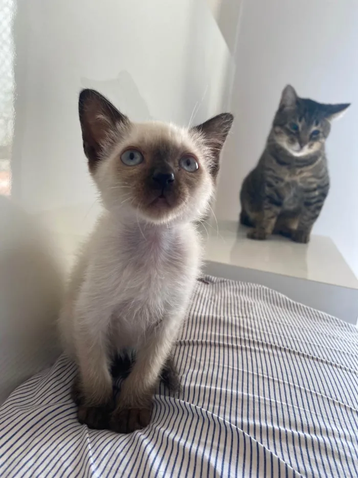 Gato ra a Srd idade Abaixo de 2 meses nome Elza