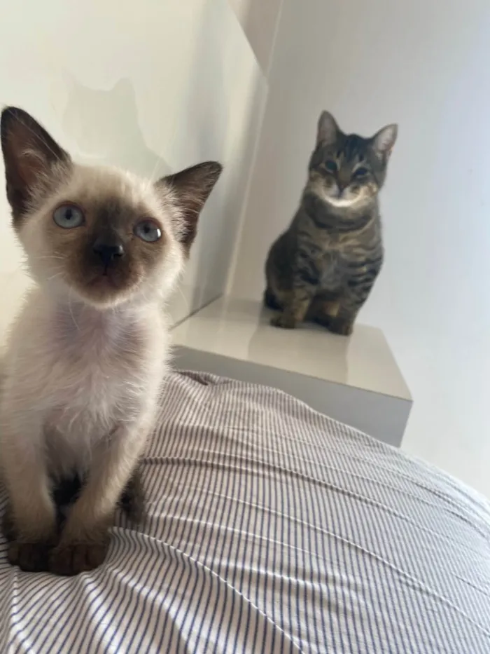 Gato ra a Srd idade Abaixo de 2 meses nome Elza