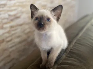 Gato raça Srd idade Abaixo de 2 meses nome Elza