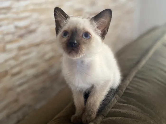 Gato ra a Srd idade Abaixo de 2 meses nome Elza