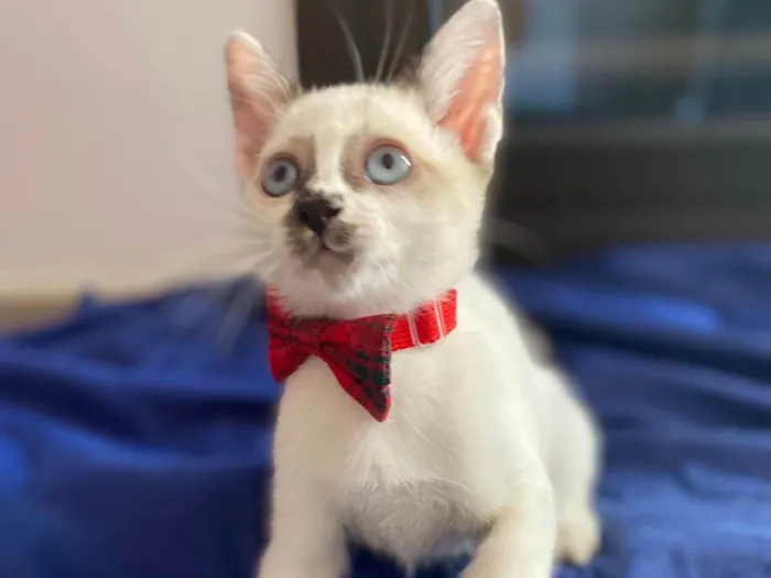 Gato ra a Srd idade Abaixo de 2 meses nome Cadu