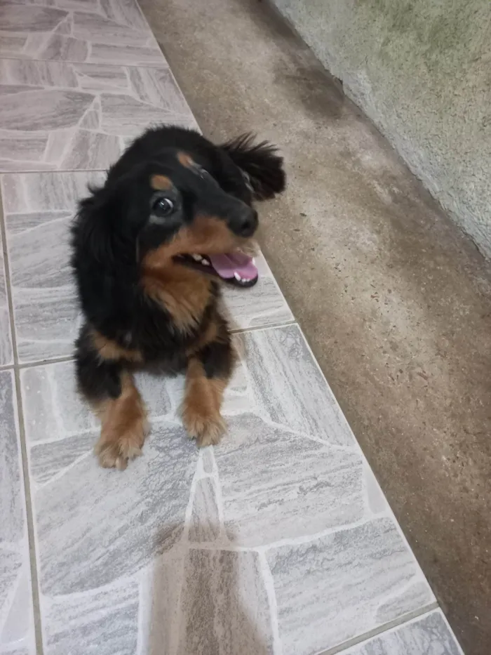 Cachorro ra a Indefinida idade 2 anos nome Pipoca