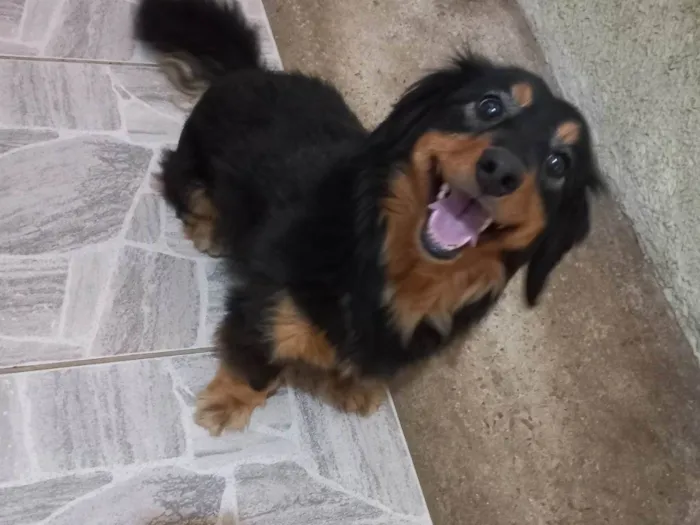 Cachorro ra a Indefinida idade 2 anos nome Pipoca