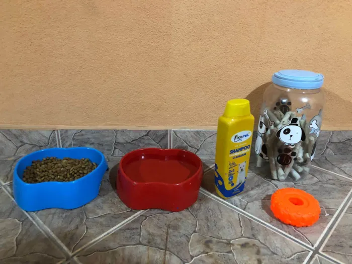 Cachorro ra a SRD-ViraLata idade 1 ano nome Cacau