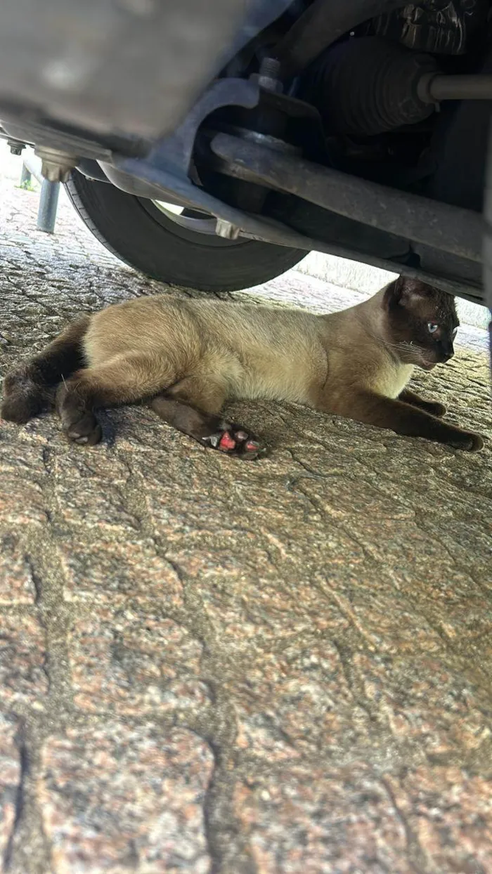 Gato ra a Siamês idade Abaixo de 2 meses nome Tessa,hardin,Abel,Felipe,João.