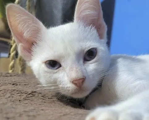 Gato ra a Mestico  idade 2 a 6 meses nome Nick 