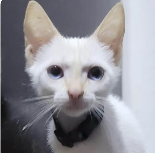 Gato ra a Mestico  idade 2 a 6 meses nome Billy 