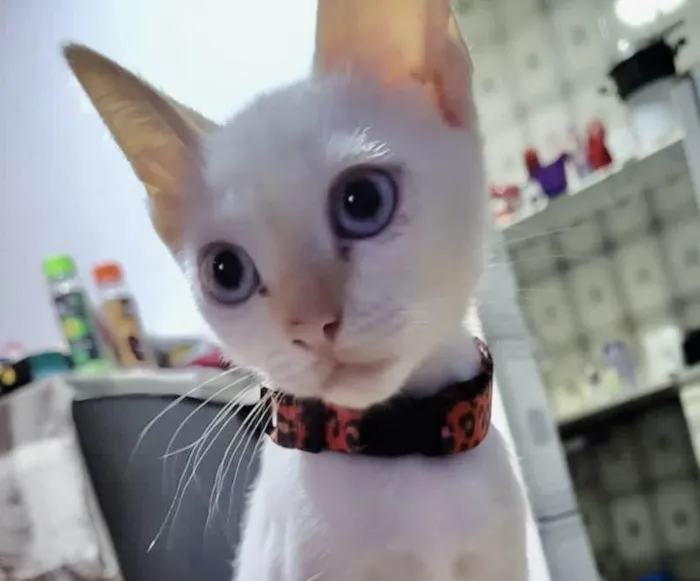 Gato ra a Mestica  idade 2 a 6 meses nome Luna 