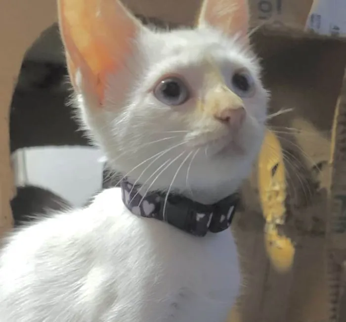 Gato ra a Mestica  idade 2 a 6 meses nome Cristal 