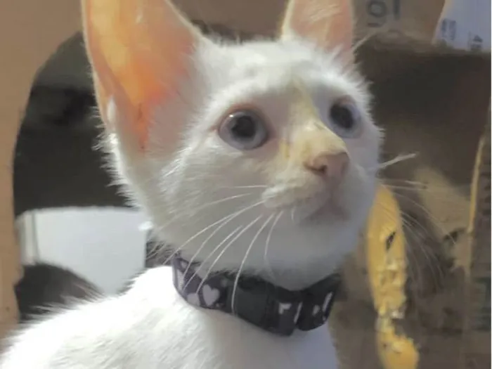 Gato ra a Mestica  idade 2 a 6 meses nome Cristal 