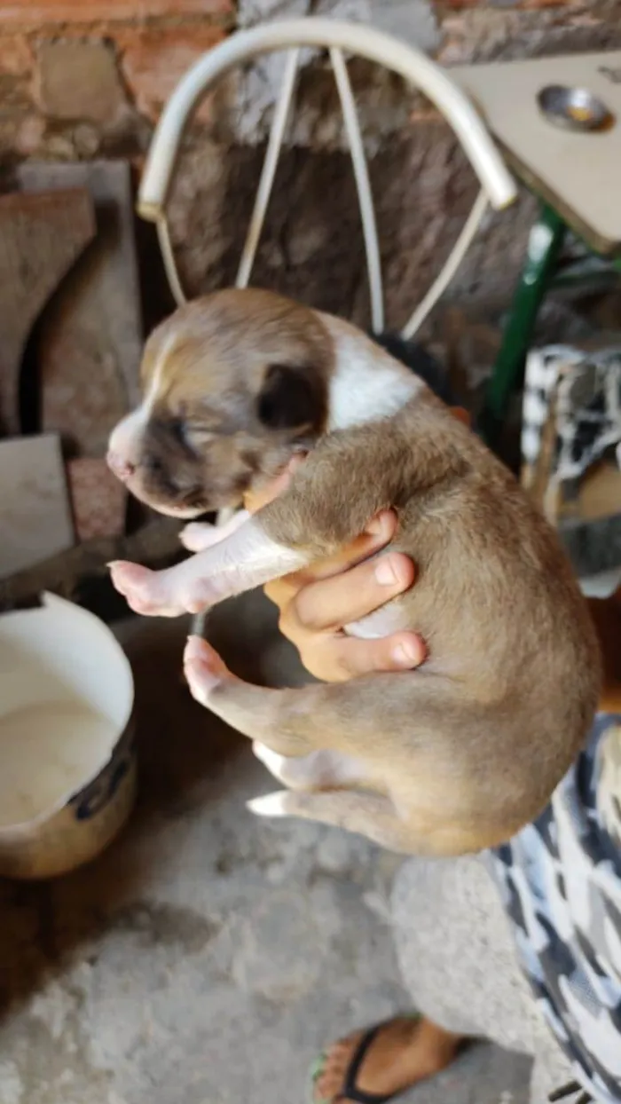 Cachorro ra a SRD-ViraLata idade Abaixo de 2 meses nome Filhotes