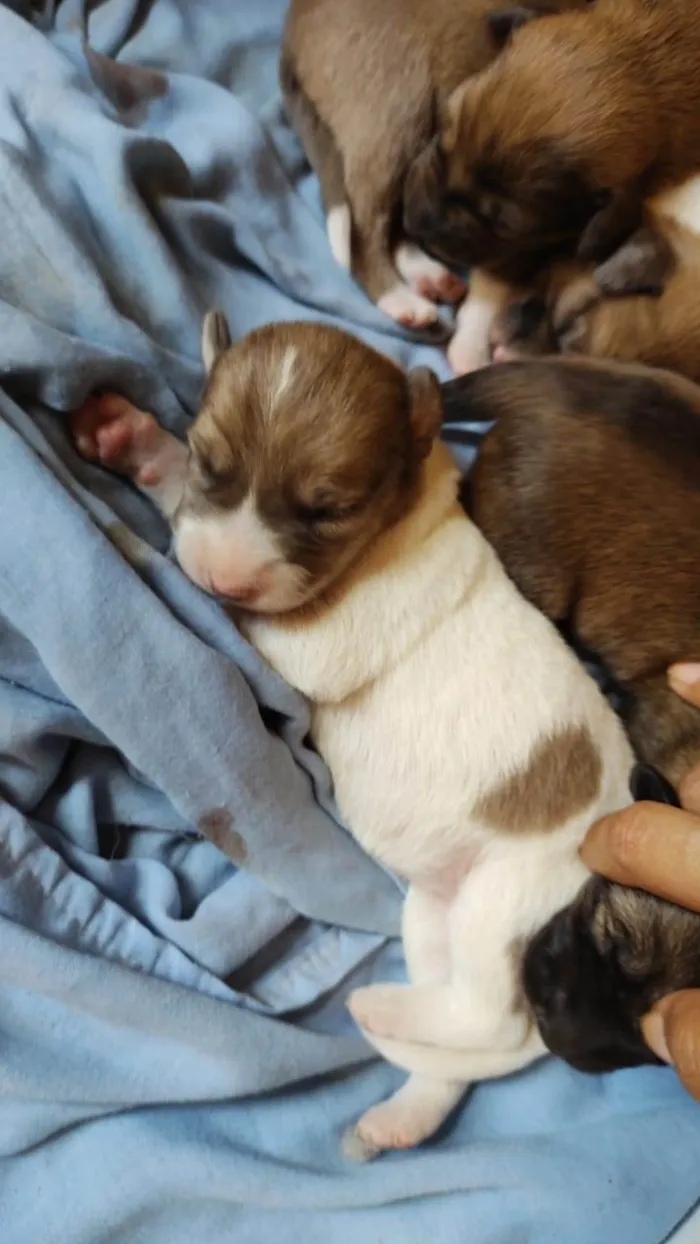 Cachorro ra a SRD-ViraLata idade Abaixo de 2 meses nome Filhotes