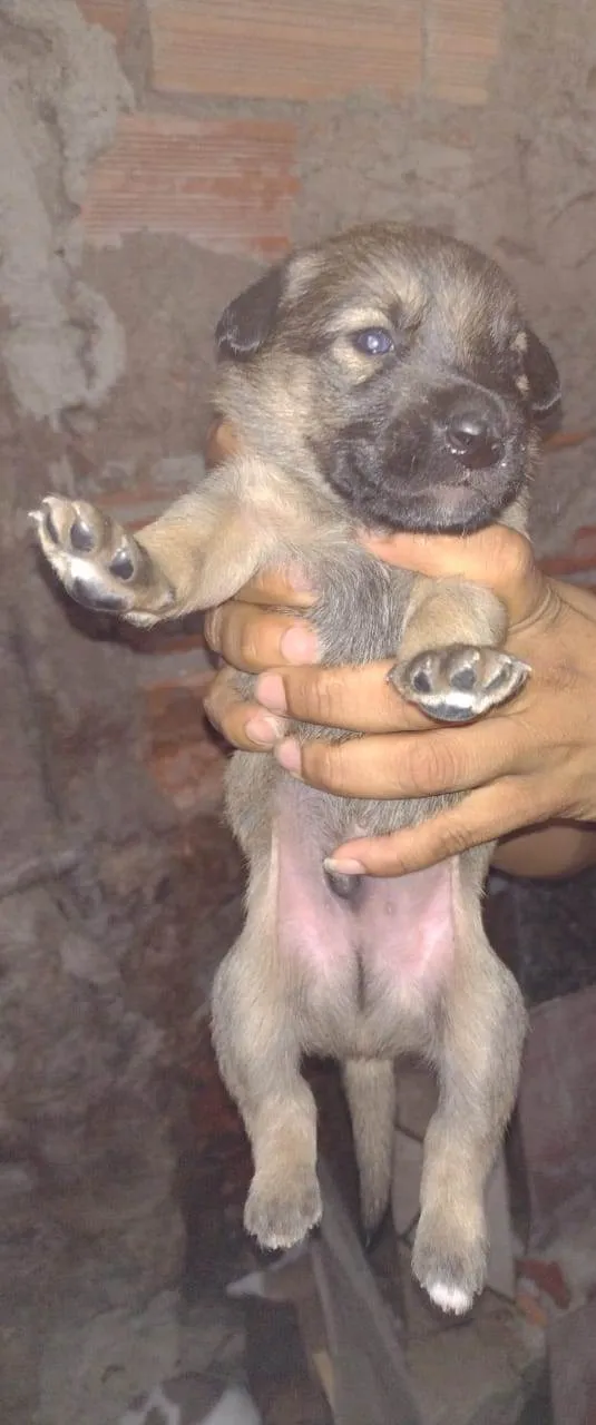 Cachorro ra a SRD-ViraLata idade Abaixo de 2 meses nome Filhotes