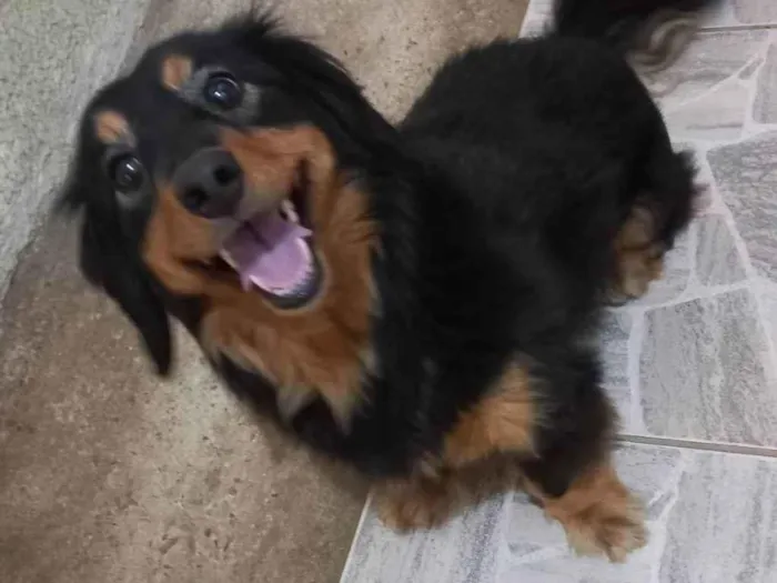 Cachorro ra a Indefinida idade 2 anos nome Pipoca