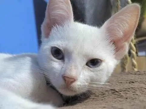 Gato ra a Mestico  idade 2 a 6 meses nome Nick 
