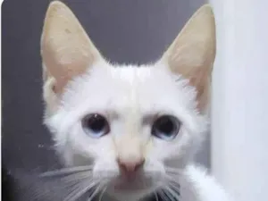 Gato raça Mestico  idade 2 a 6 meses nome Billy 