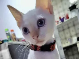 Gato raça Mestica  idade 2 a 6 meses nome Luna 