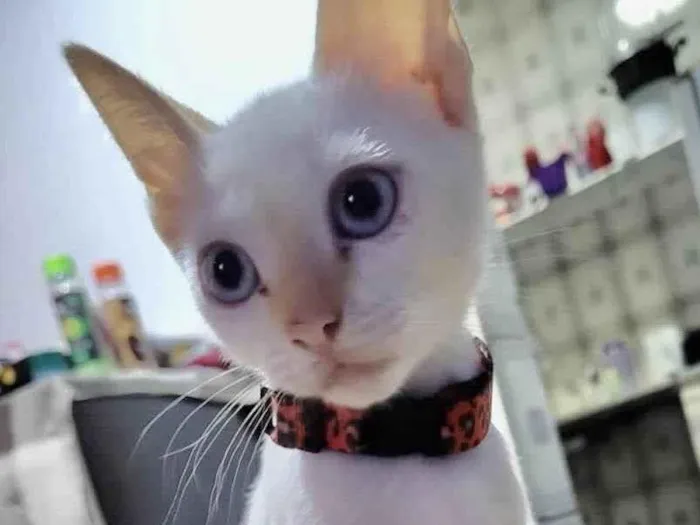 Gato ra a Mestica  idade 2 a 6 meses nome Luna 