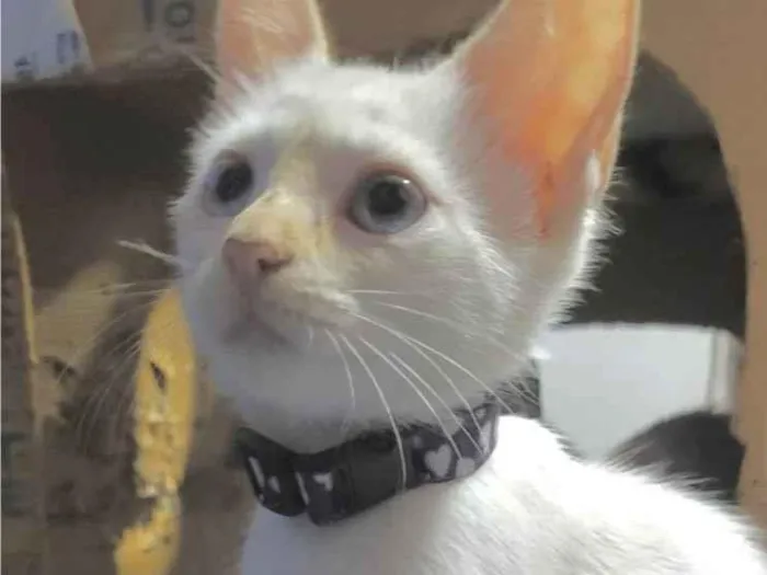 Gato ra a Mestica  idade 2 a 6 meses nome Cristal 