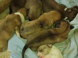 Cachorro raça SRD-ViraLata idade Abaixo de 2 meses nome Filhotes