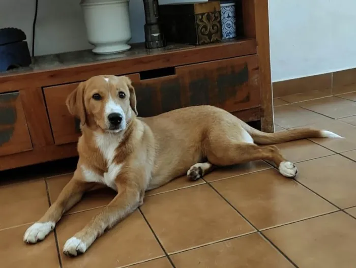 Cachorro ra a SRD-ViraLata idade 7 a 11 meses nome Valentin Caramelo