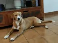 Valentin Caramelo