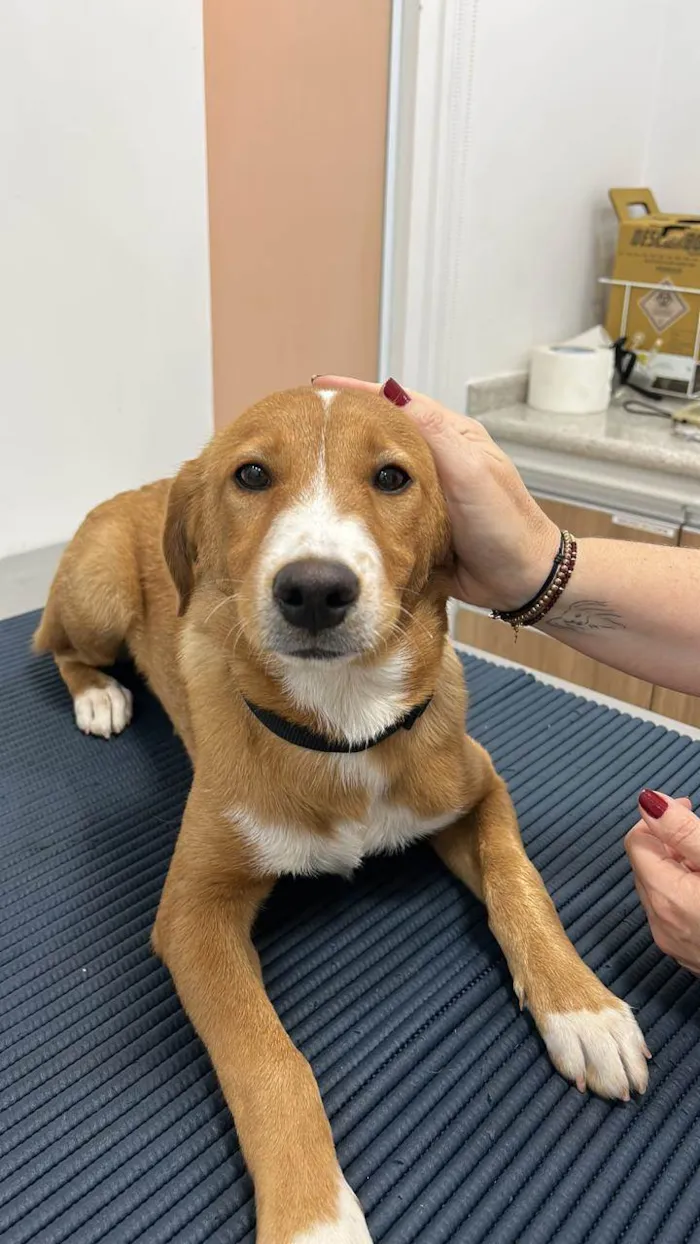 Cachorro ra a SRD-ViraLata idade 7 a 11 meses nome Valentin Caramelo