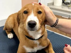 Cachorro raça SRD-ViraLata idade 7 a 11 meses nome Valentin Caramelo