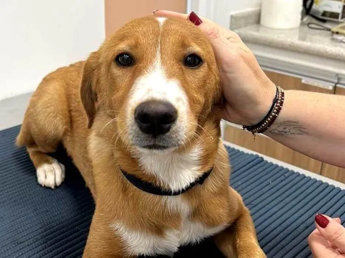 Cachorro ra a SRD-ViraLata idade 7 a 11 meses nome Valentin Caramelo