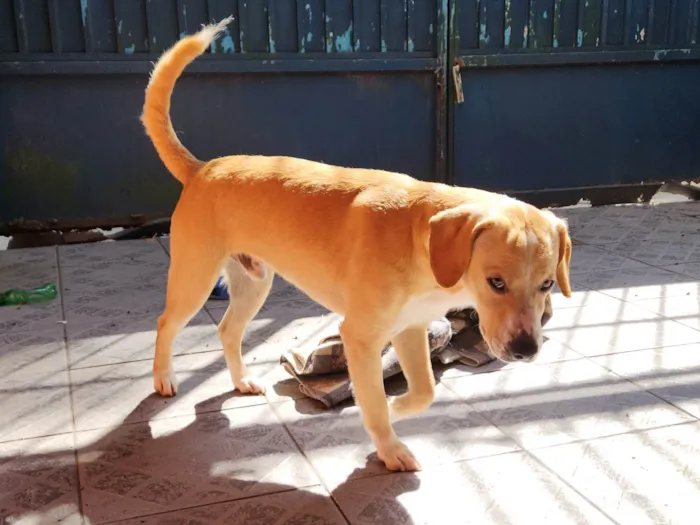 Cachorro ra a SRD-ViraLata idade 1 ano nome Samba