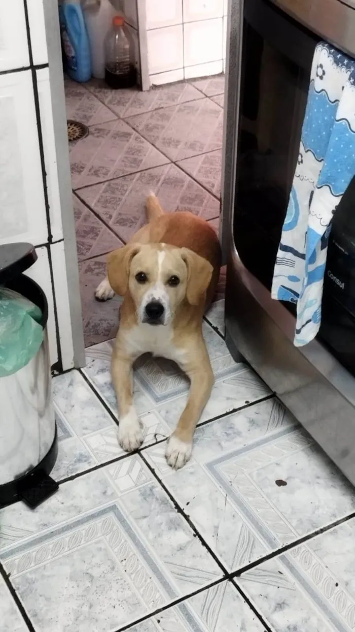 Cachorro ra a SRD-ViraLata idade 1 ano nome Samba